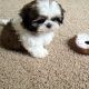 Shih Tzu Puppies for sale in KY-227, Owenton, KY 40359, USA. price: NA