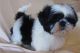 Shih Tzu Puppies for sale in Abilene, Houston, TX 77020, USA. price: NA