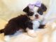 Shih Tzu Puppies for sale in Uniontown, OH 44685, USA. price: NA