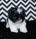 Shih Tzu Puppies for sale in Reading, PA 19605, USA. price: NA