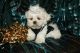Shih Tzu Puppies for sale in Abilene, Houston, TX 77020, USA. price: NA