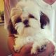 Shih Tzu Puppies for sale in Ladson, SC 29456, USA. price: $2,000