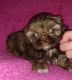 Shih Tzu Puppies for sale in Lake Village, IN 46349, USA. price: $850
