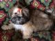 Shih Tzu Puppies for sale in Oregon City, OR 97045, USA. price: NA