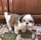 Shih Tzu Puppies for sale in Lexington, KY, USA. price: NA