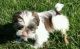 Shih Tzu Puppies for sale in Land O' Lakes, FL, USA. price: $400