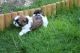 Shih Tzu Puppies for sale in Bountiful, UT 84010, USA. price: NA