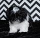 Shih Tzu Puppies for sale in Danville, IL 61832, USA. price: NA