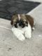 Shih Tzu Puppies for sale in Apopka, FL 32712, USA. price: NA