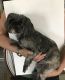 Shih Tzu Puppies for sale in 132 N 87th Pl, Mesa, AZ 85207, USA. price: NA