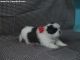 Shih Tzu Puppies for sale in NJ-3, Clifton, NJ, USA. price: NA