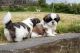 Shih Tzu Puppies for sale in Jelm, WY 82063, USA. price: NA