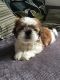 Shih Tzu Puppies for sale in 200 N Spring St, Los Angeles, CA 90012, USA. price: NA