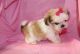 Shih Tzu Puppies for sale in Tecate, CA 91987, USA. price: NA