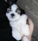 Shih Tzu Puppies for sale in Green Bay, WI, USA. price: NA