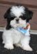 Shih Tzu Puppies for sale in Bozeman, MT, USA. price: NA