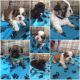 Shih Tzu Puppies for sale in Allen St, New York, NY 10002, USA. price: NA