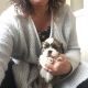 Shih Tzu Puppies for sale in Ohio City, Cleveland, OH, USA. price: NA