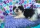 Shih Tzu Puppies for sale in West Lafayette, IN, USA. price: NA