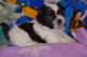 Shih Tzu Puppies for sale in Birmingham, AL 35203, USA. price: NA