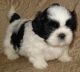 Shih Tzu Puppies for sale in Anchorage, AK, USA. price: NA
