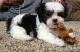 Shih Tzu Puppies for sale in Phoenix, AZ 85026, USA. price: NA
