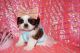 Shih Tzu Puppies for sale in New Haven, CT 06511, USA. price: NA