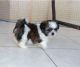 Shih Tzu Puppies for sale in Atlanta, GA 30304, USA. price: NA