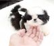 Shih Tzu Puppies for sale in Boise, ID 83708, USA. price: NA