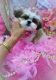 Shih Tzu Puppies for sale in Rice, MN 56367, USA. price: NA