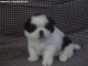 Shih Tzu Puppies for sale in CA-1, Mill Valley, CA 94941, USA. price: NA