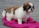 Shih Tzu Puppies for sale in Brunswick, OH 44212, USA. price: $500