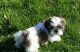Shih Tzu Puppies for sale in Salem, OR, USA. price: NA