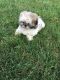 Shih Tzu Puppies for sale in Sterling Heights, MI 48310, USA. price: $699