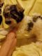 Shih Tzu Puppies for sale in Richland Center, WI 53581, USA. price: NA
