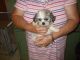 Shih Tzu Puppies for sale in Milledgeville, GA 31061, USA. price: NA