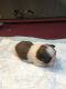 Shih Tzu Puppies for sale in Hickory, NC, USA. price: NA