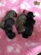 Shih Tzu Puppies for sale in Los Angeles, CA 90014, USA. price: NA
