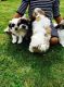 Shih Tzu Puppies for sale in Edmond, OK, USA. price: NA