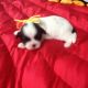 Shih Tzu Puppies for sale in Murphy, NC 28906, USA. price: $600