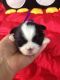 Shih Tzu Puppies for sale in Murphy, NC 28906, USA. price: $600