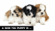 Shih Tzu Puppies for sale in Mechanicsburg, PA, USA. price: NA