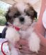 Shih Tzu Puppies for sale in Framingham Cir, Pflugerville, TX 78660, USA. price: NA