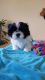 Shih Tzu Puppies for sale in Birmingham, AL 35226, USA. price: NA
