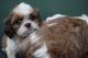 Shih Tzu Puppies for sale in Wilmington, DE, USA. price: NA