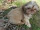 Shih Tzu Puppies for sale in Surprise, AZ 85387, USA. price: NA