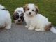 Shih Tzu Puppies for sale in Honolulu, HI 96826, USA. price: $650