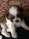 Shih Tzu Puppies for sale in Silver Spring, MD, USA. price: NA