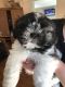 Shih Tzu Puppies for sale in Temperance, MI 48182, USA. price: NA