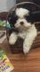 Shih Tzu Puppies for sale in Pataskala, OH, USA. price: NA